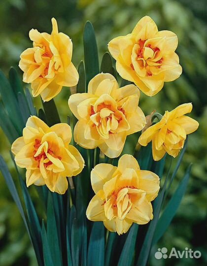 Нарцисс Джерси Стар 1 уп.(2 шт.) фракция 12/14