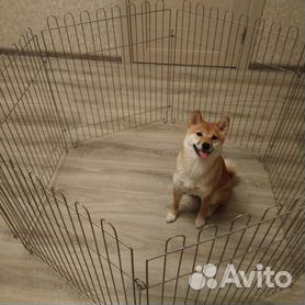 Как не превратить клетку или вольер в тюрьму: приучаем собаку правильно