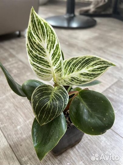 Пеперомия,кодиеум,лудизия,бонсай,спатифиллум,гера