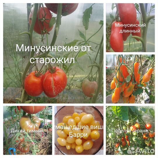 Семена томатов