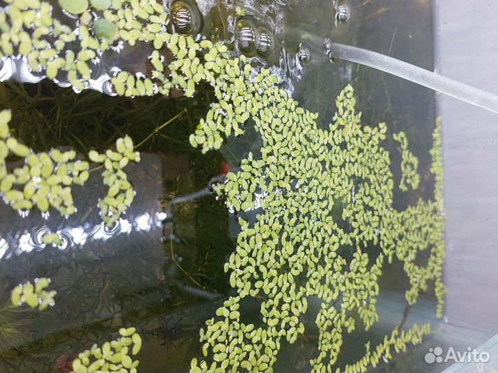 Аквариумные растения