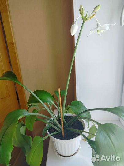 Лилия (эухарис)