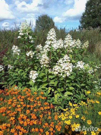 Саженцы декоративных кустарников