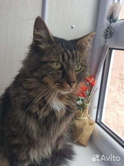 Отдам бесплатно