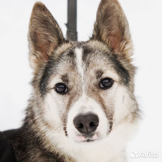 Девочка ищет дом