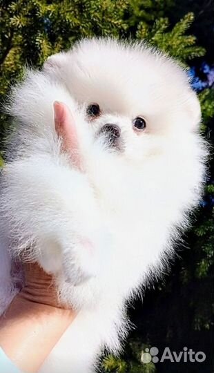 Щенок шпица