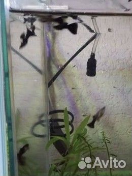 Аквариумные рыбки гуппи