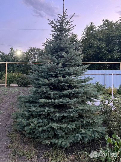 Ель Глаука саженцы