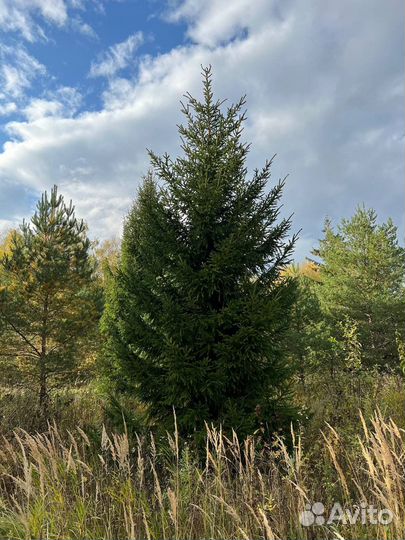 Крупномеры Туи, Ели, Сосны, Пихты