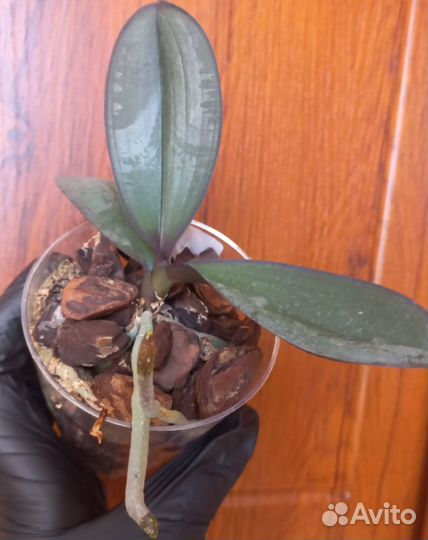 Орхидея фаленопсис