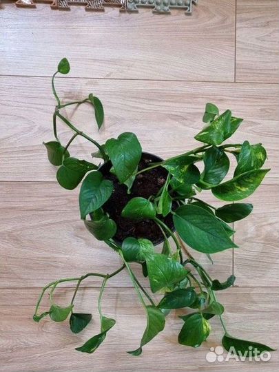 Сциндапсус