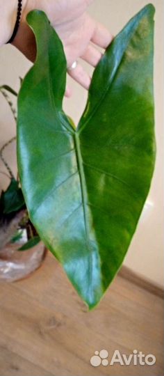 Алоказия Зебрина, Стингрей. Монстера, калатея