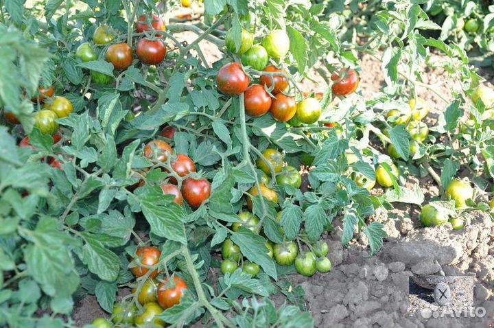 Сибирская гармошка помидор из СССР