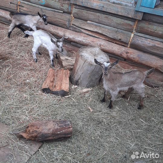 Альпийские козлята