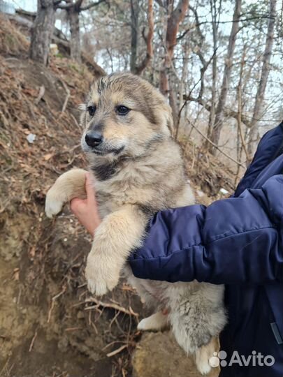 Щенок в добрые руки