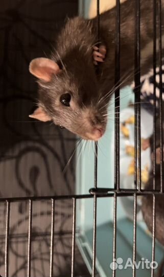 Крыски, ручные крысы обыкновенные