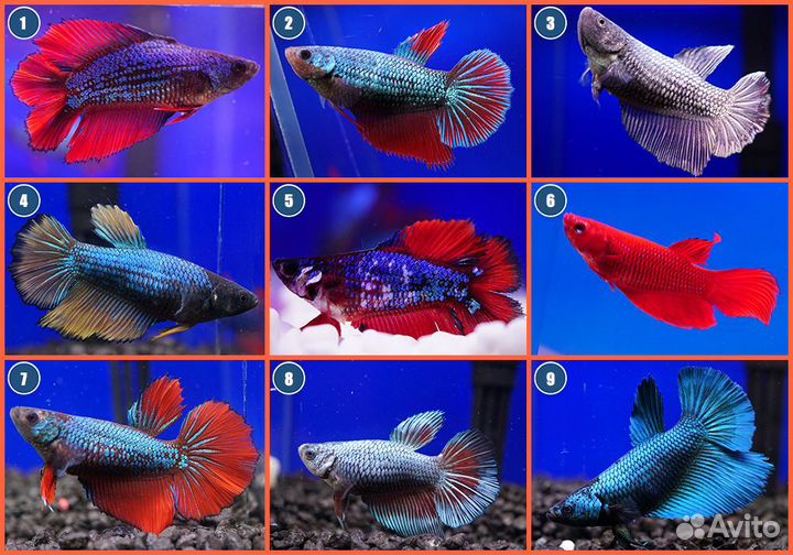 Рыбка петушок самки