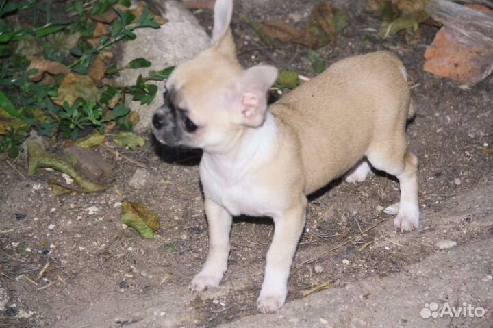 Щенк чихуахуа девочка