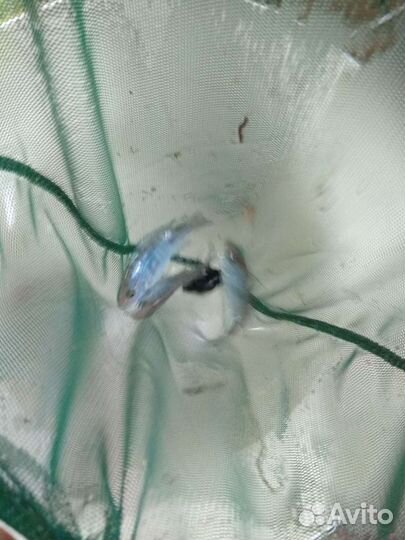 Мальки малавийских цихлид от разводчика