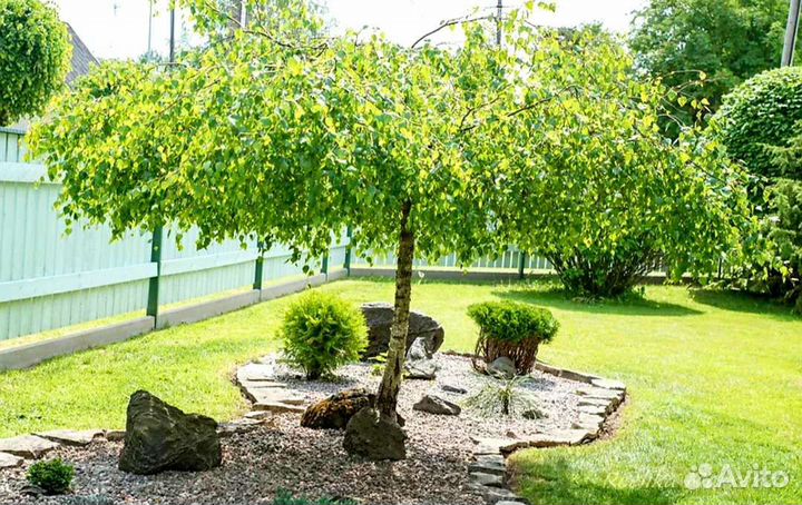 Береза Юнге