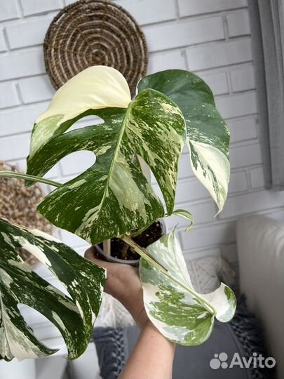 Монстера вариегатная альба