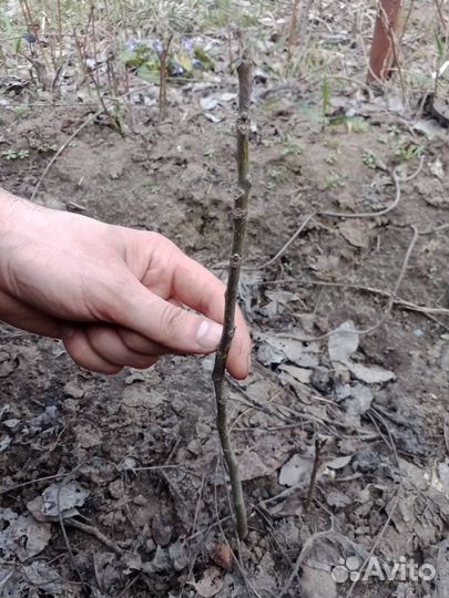 Грецкий орех саженцы