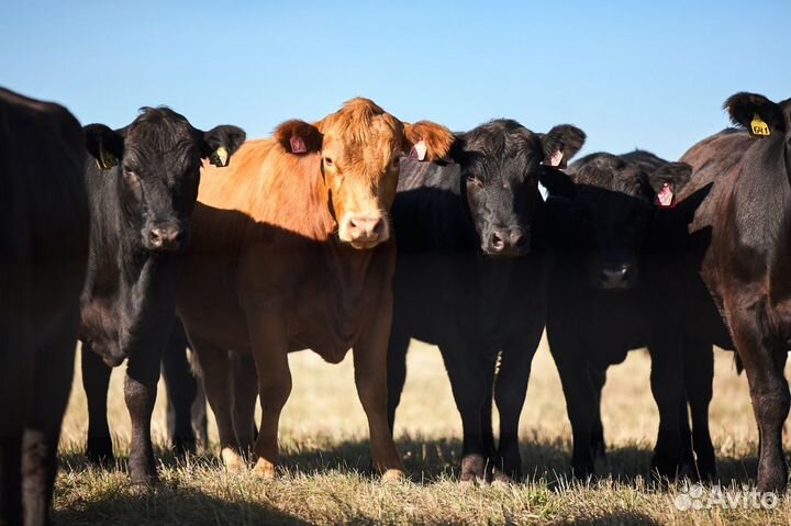 Абердино-ангусы племенные