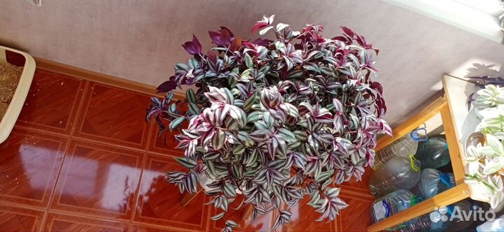 Традесканция зебрина