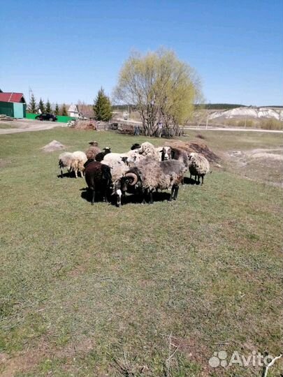 Бараны,овцы