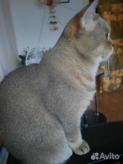 Кот на вязку