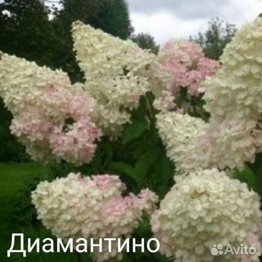 Гортензия метельчатая зкс