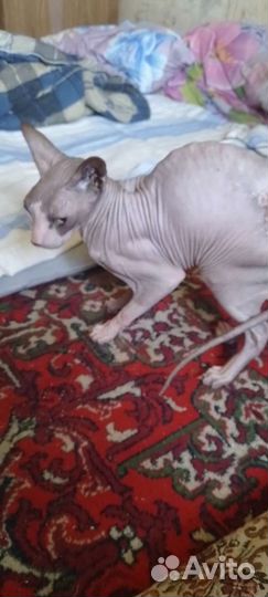 Сфинкс хорошая добрая молодая