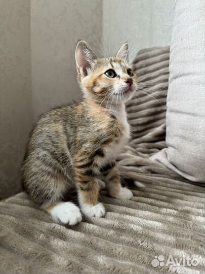 Котенок в добрые руки