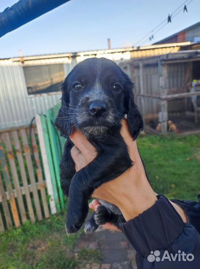 Русский охотничий спаниель щенки