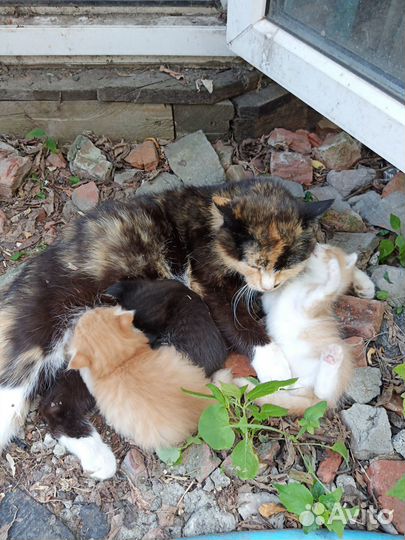 Котята в добрые руки. Родились в конце мая