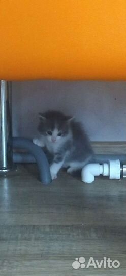 Котики бесплатно в добрые руки