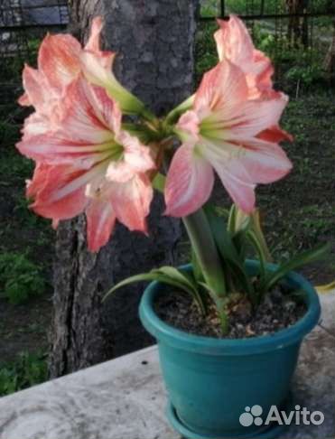 Гиппиаструм