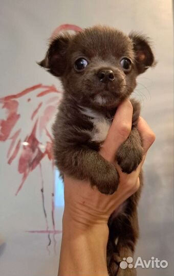 Щенки чихуахуа