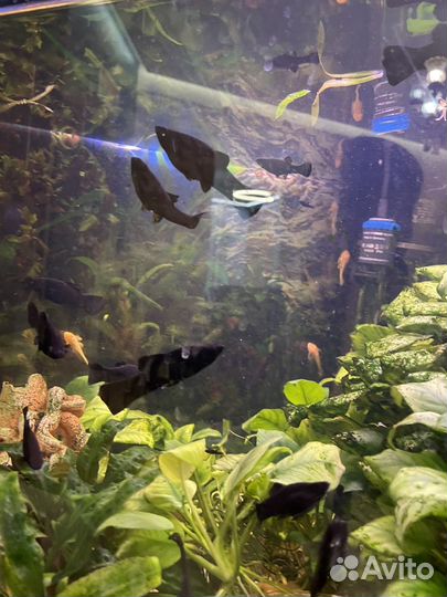 Аквариумные рыбки