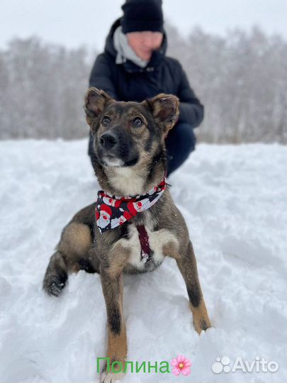 Собака бесплатно