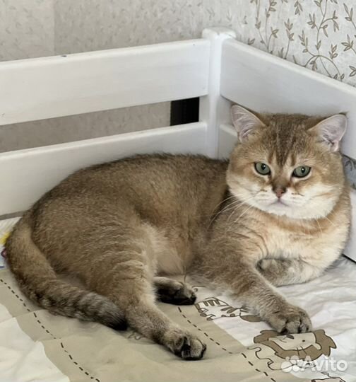 Вязка с котом британец золотая шиншилла
