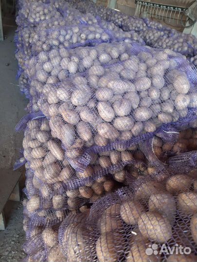 Картофель оптом от производителя