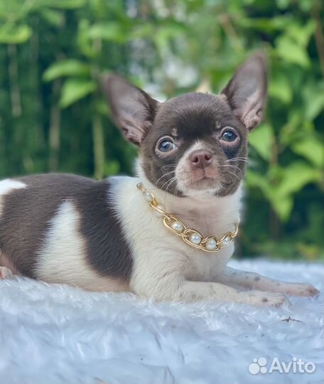 Чихуахуа девочка цветная