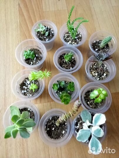 Набор суккулентов 12 шт