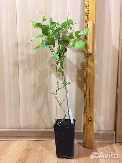 Бугенвиллия golden jackpot