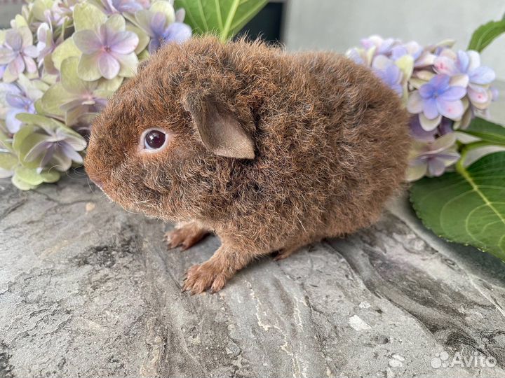 Морская свинка американский тедди