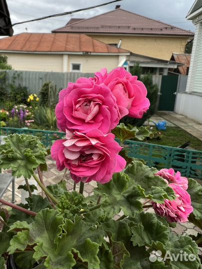 Пеларгония ириол сударыня зоя