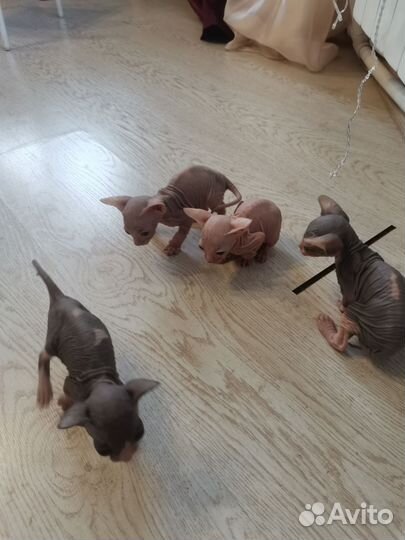 Канадский сфинкс котенок