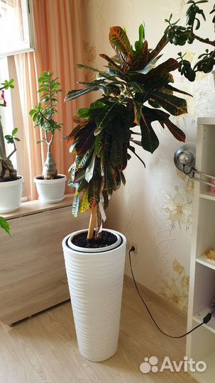 Кротон