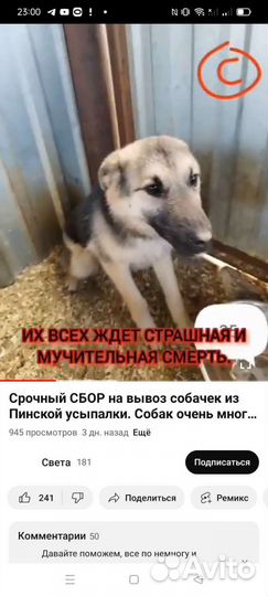 Собаки в усыпалке, Пинск, Белоруссия